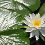 waterlily (2)